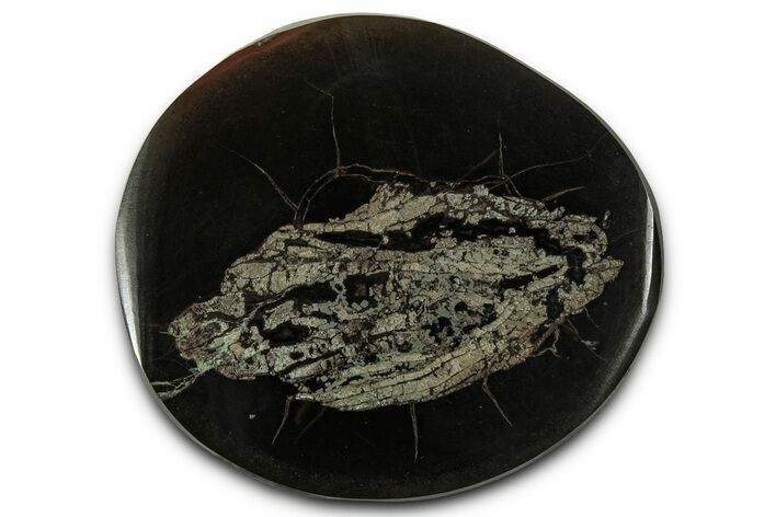 Polished Fish Coprolite (Fossil Poo) Nodule Half - Scotland #355236
